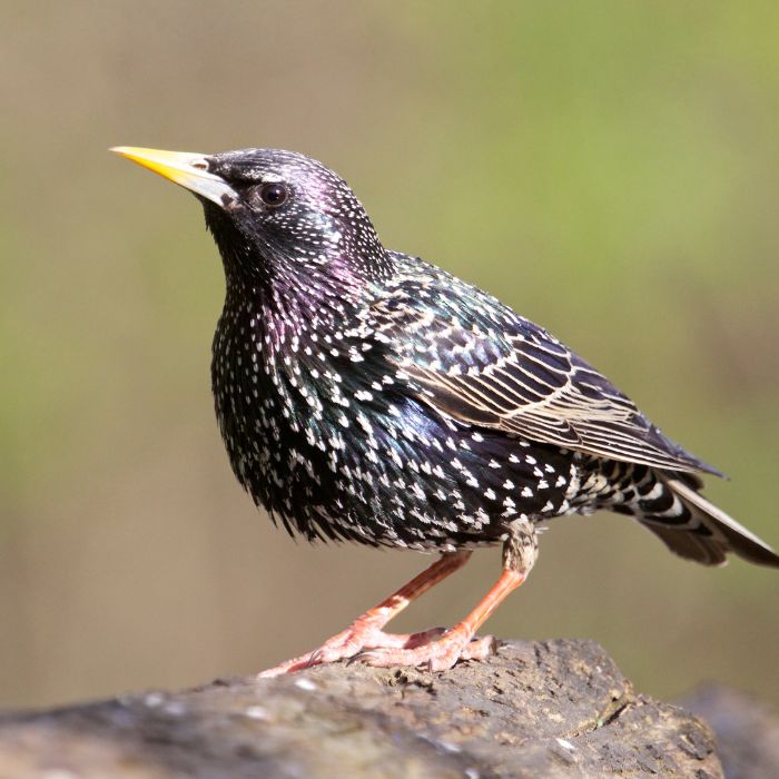 скорец (Sturnus vulgaris)
