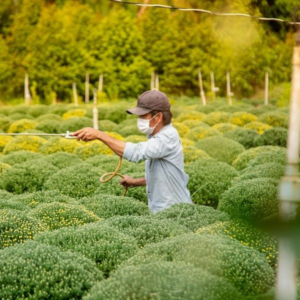 пръскане против листни въшки със сапун