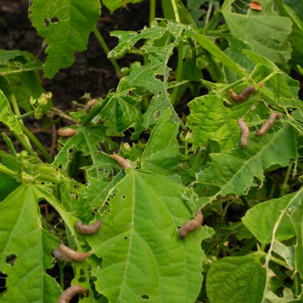 щети причинени от гол охлюв