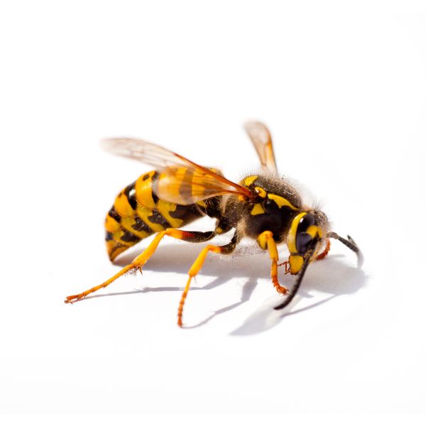 обикновенна оса