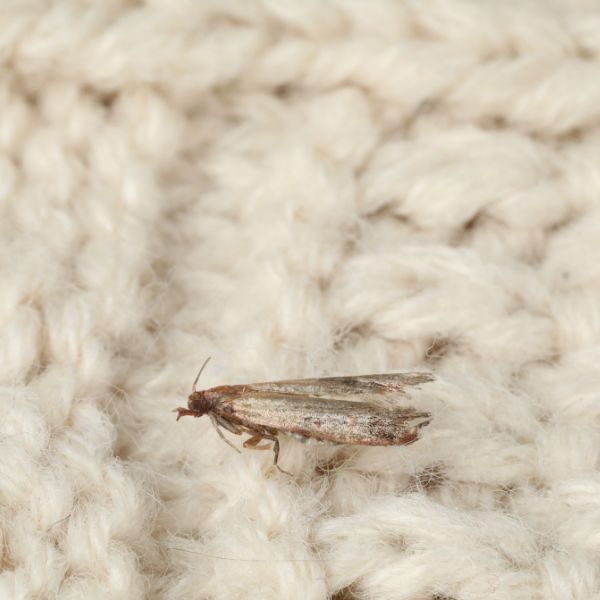 молец във вълнена дреха