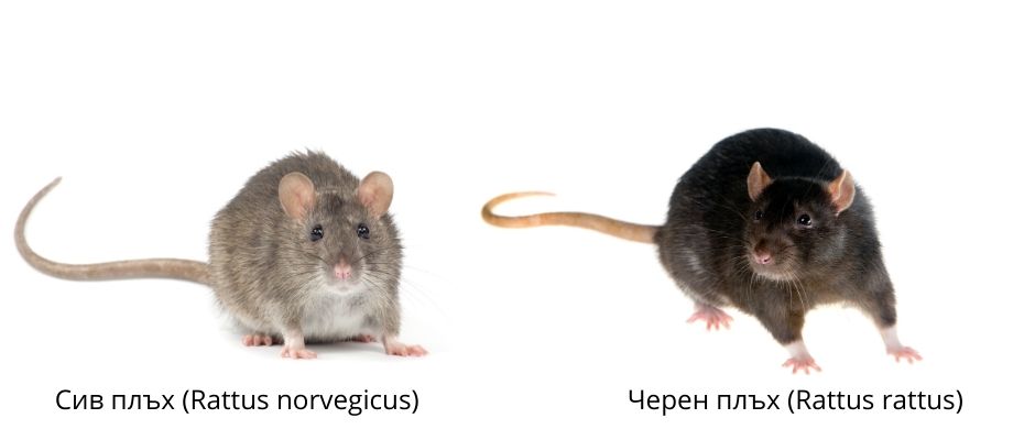 Видове плъхове в България