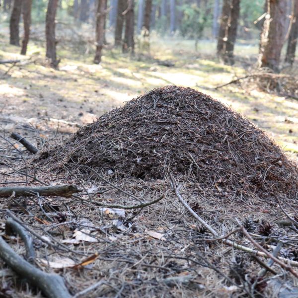 горски мравуняк