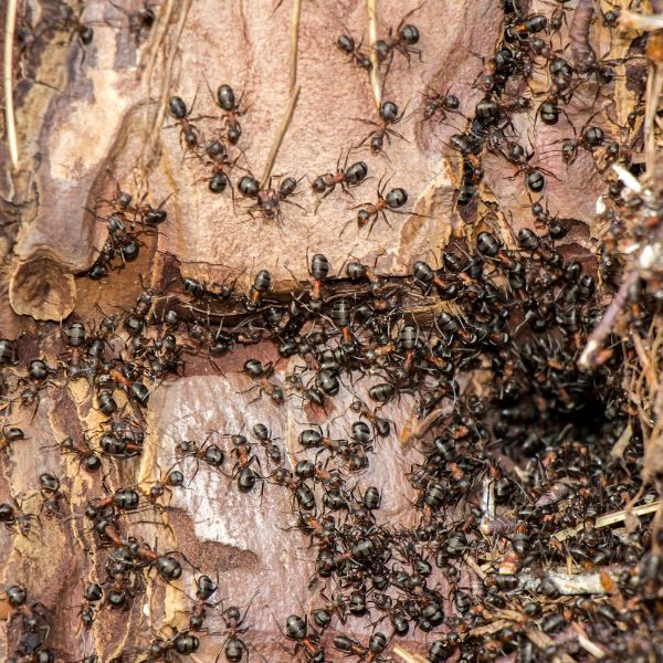 гнездо на мравки