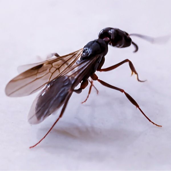 Крилати мравки