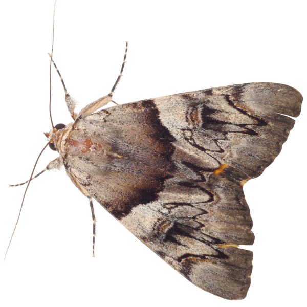 Дрешен молец 