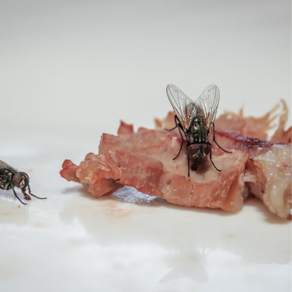 мухи върху месо