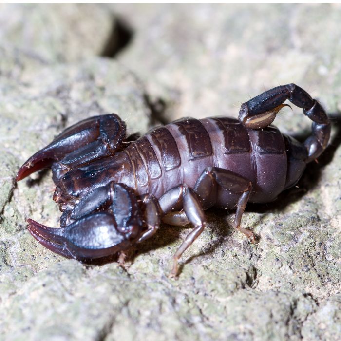 къде най-често се срещат скорпини