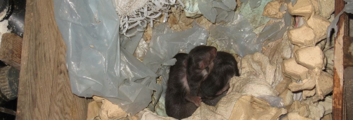 Белки размножаване и потомство