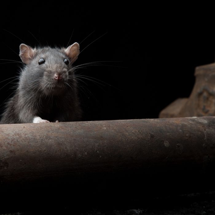 Местообитание на плъховете