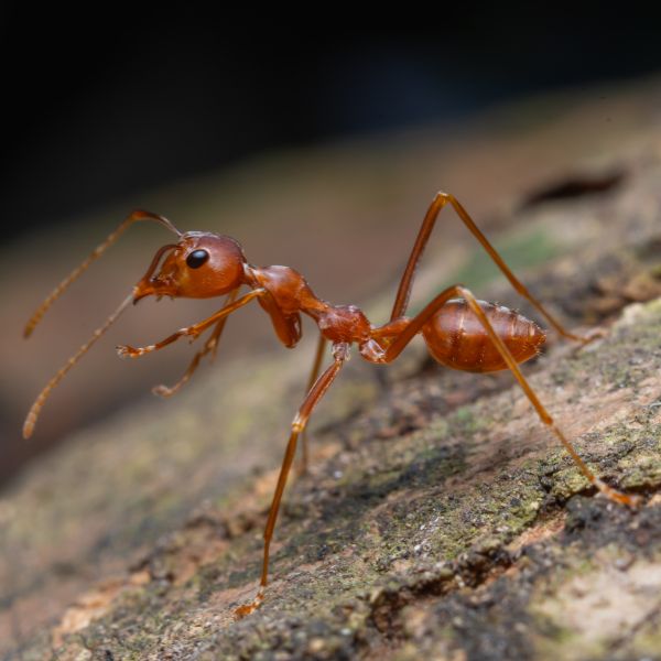 Червени мравки