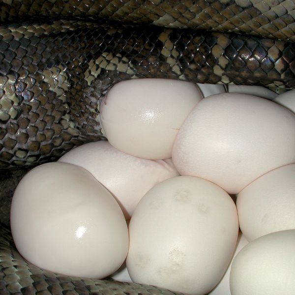 яйца на змиите в България
