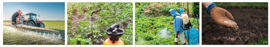 борба с колорадски бръмбар