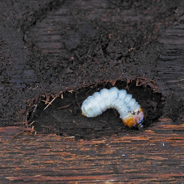 ларва на дървояд