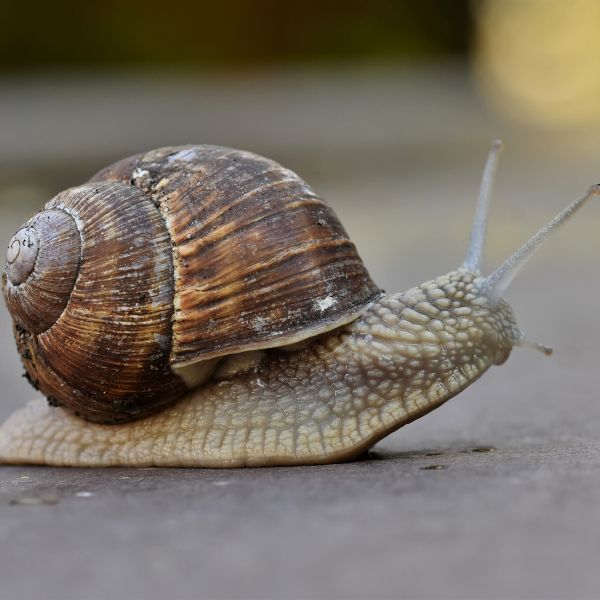 Градински охлюв (Helix pomatia) 