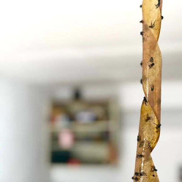 лента с лепило за мухи