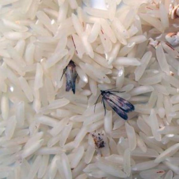 молци в ориз