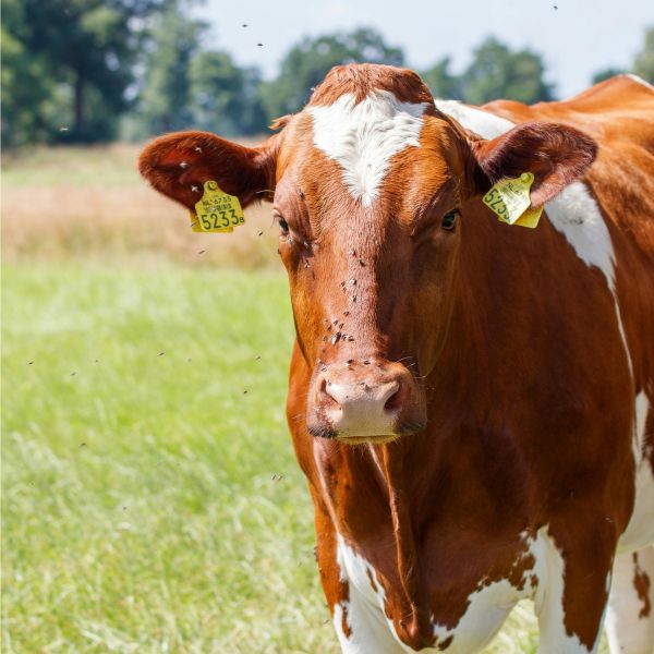 мухи върху животни