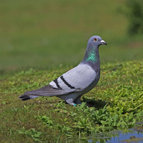 Гълъб (Columba livia domestica)