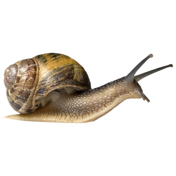 Helicidae (градински охлюви)