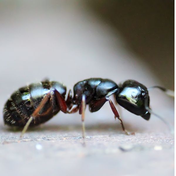 Черна градинска мравка (Lasius niger)