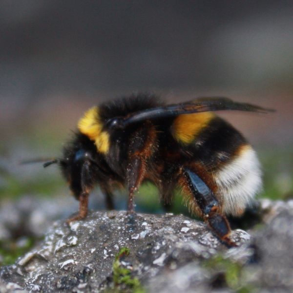 Земни пчели (Bombus spp.)