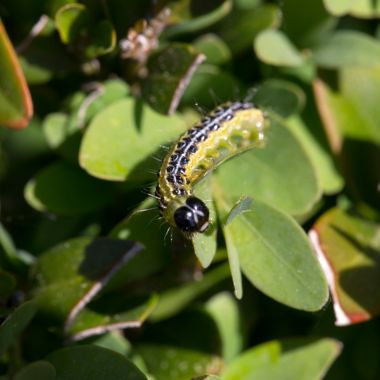 чемиширова гъсеница