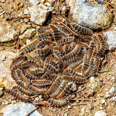 Борова процесионка