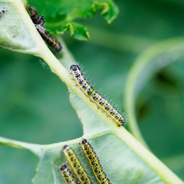 Зелева гъсеница