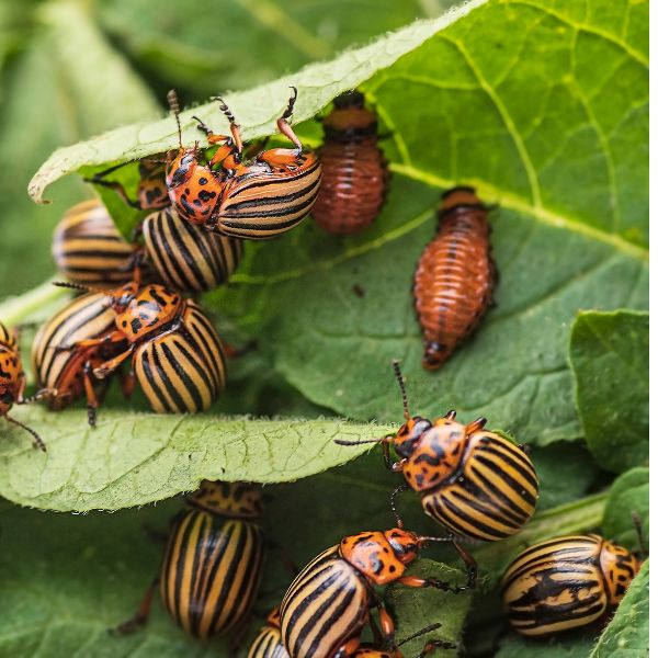 колорадски бръмбар гнездо