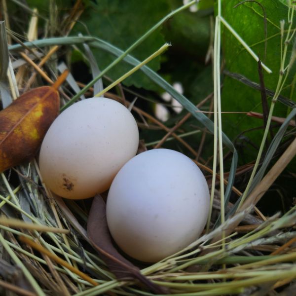 яйца на птици в гнездо