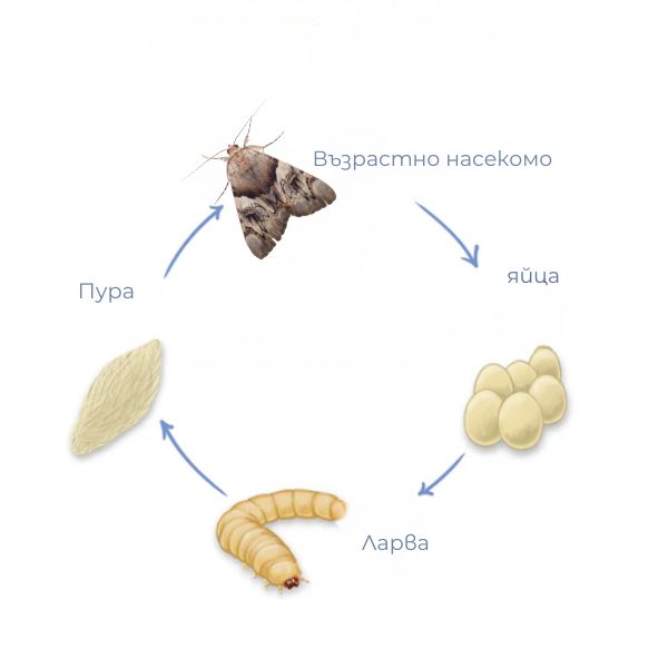 жизнен цикъл на молците