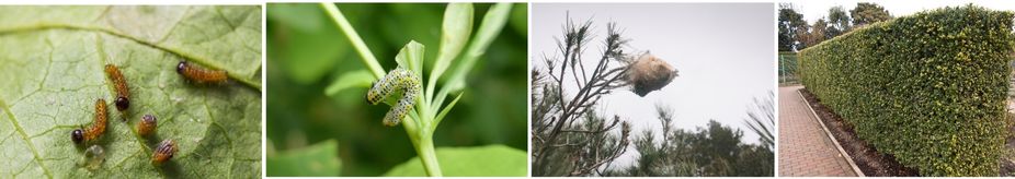 Къде се крият гъсениците