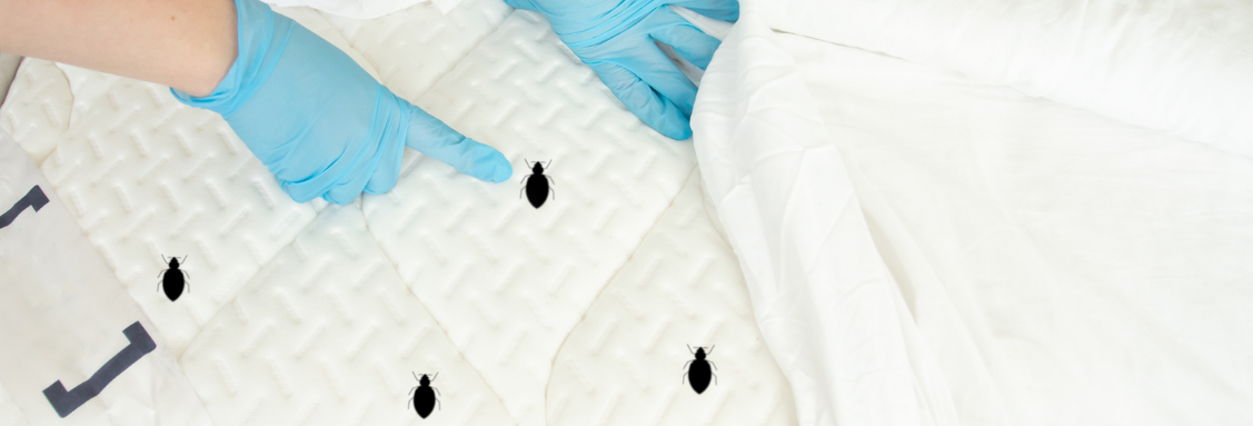 откриване на дървеници в леглото