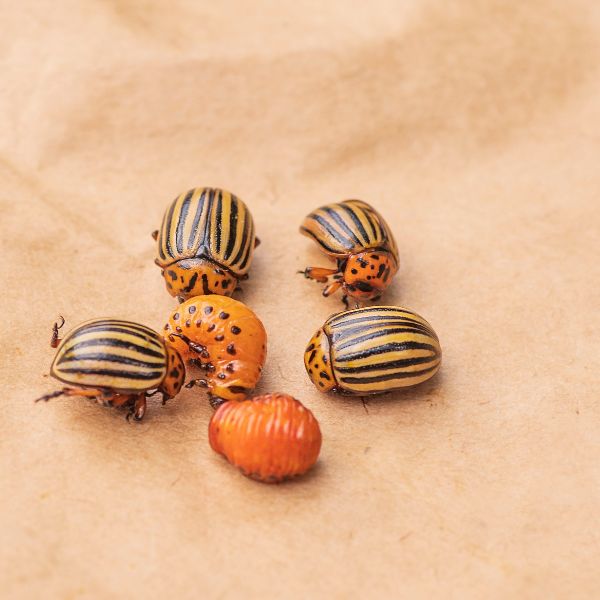 колорадски бръмбър и ларви