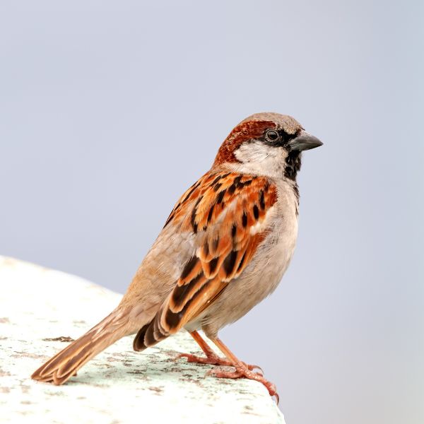 Врабче (Passer domesticus)