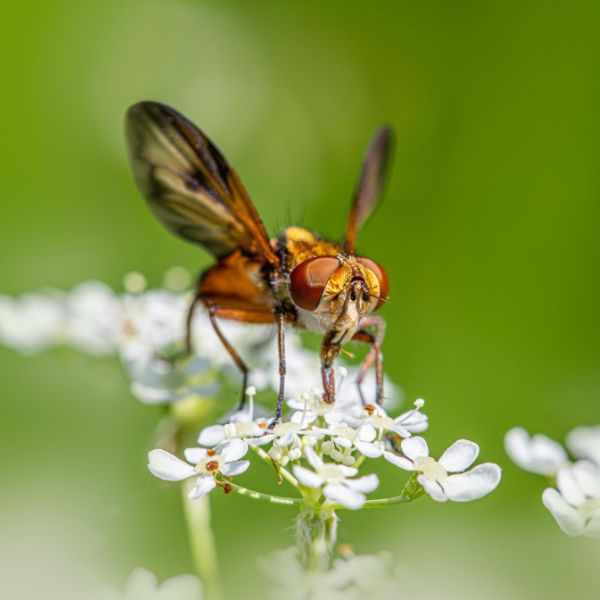 Листоминиращи мухи