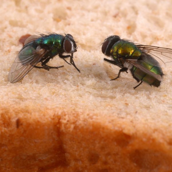 мухи върху храна