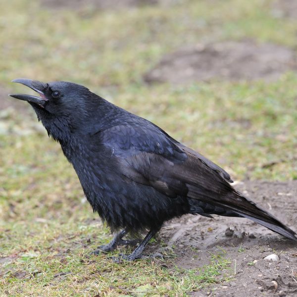 Врана (Corvus corone) 