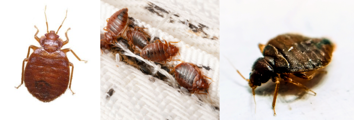 дървеници Cimex lectularius