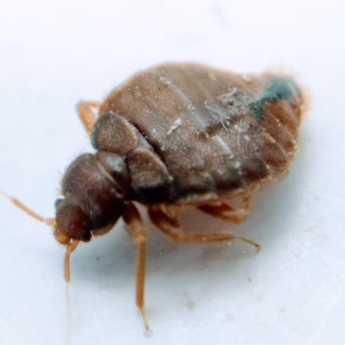 Креватна дървеница