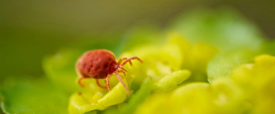 кокошинка (Dermanyssus gallinae)
