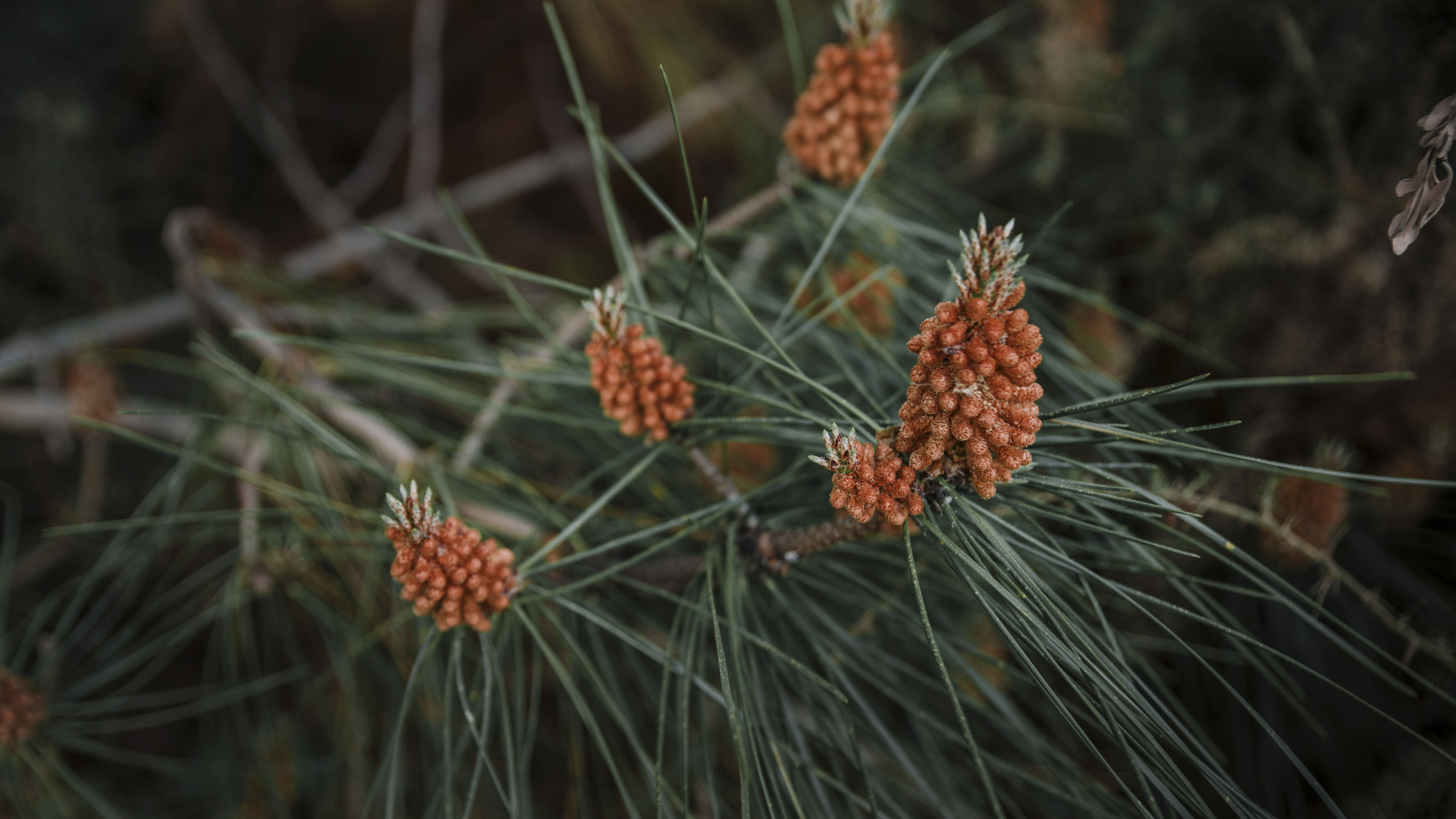 вредители по иглолистните