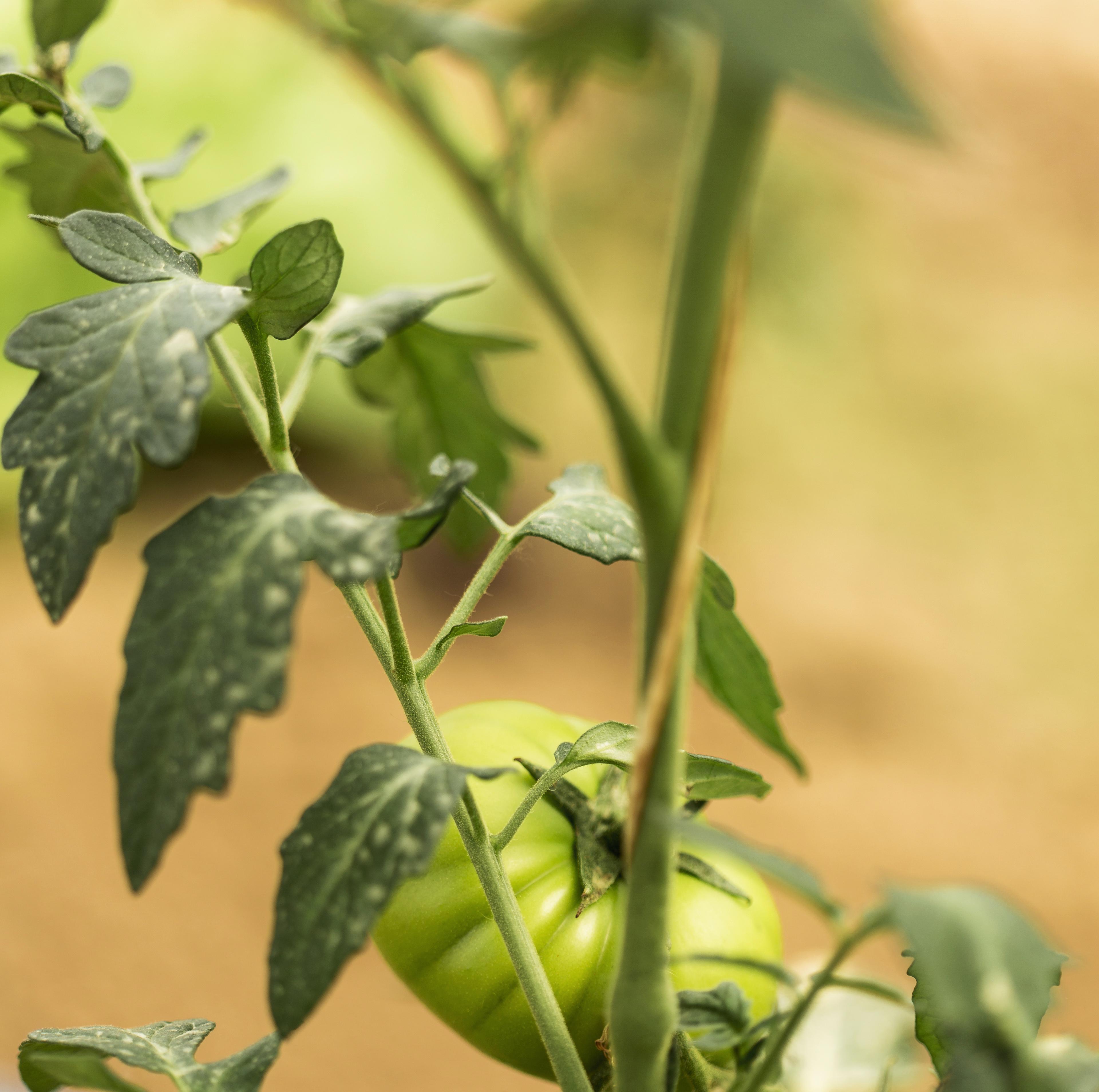 вредители по доматите