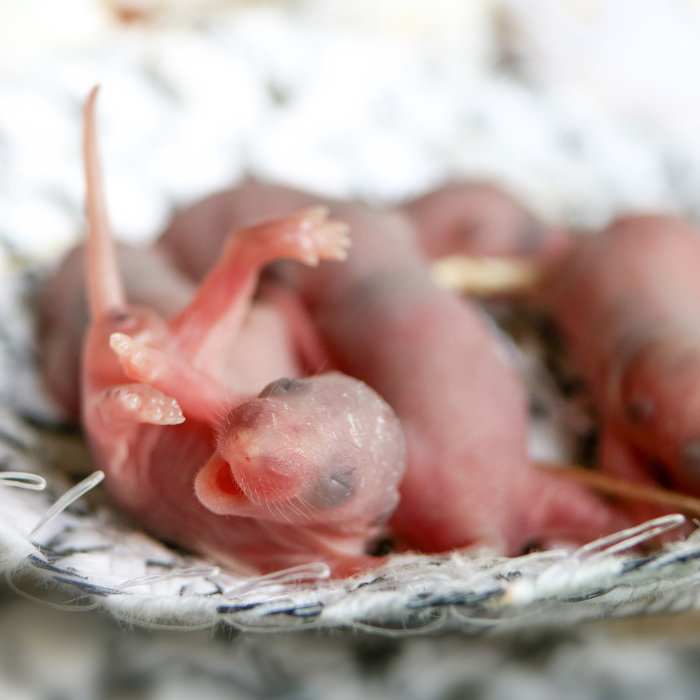 малки плъхове>>бебета плъхове