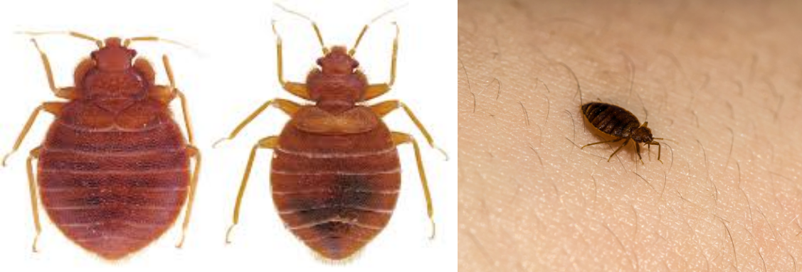 Дървеници в леглото Cimex hemipterus