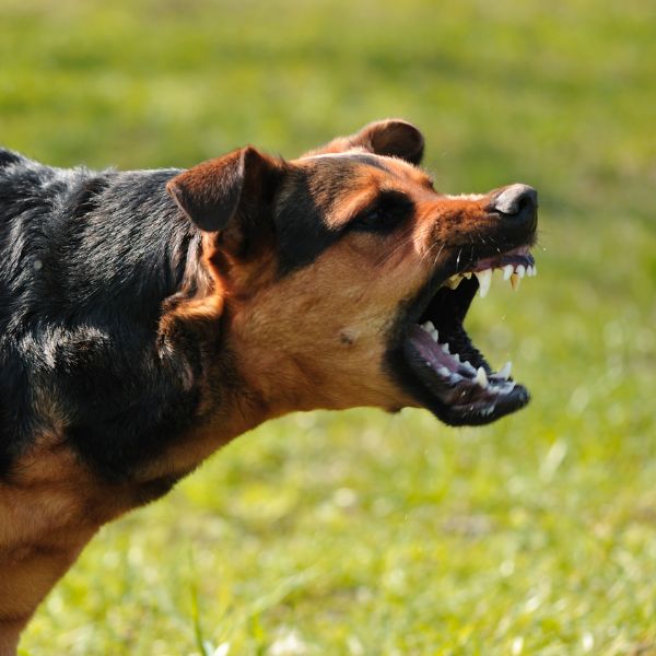 агресивно куче