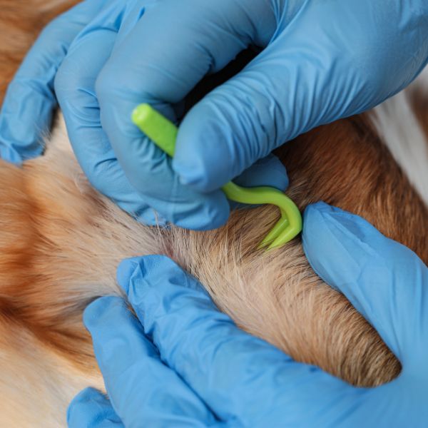 отстраневане на кърлеж