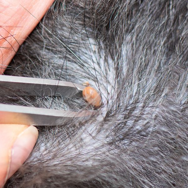 отстраняване на кърлеж