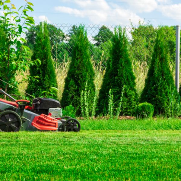 окосена трева